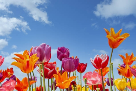 Flowers on a sunny day; blue sky with some clouds