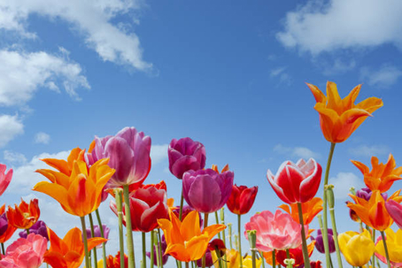 Flowers on a sunny day with a blue sky in the background